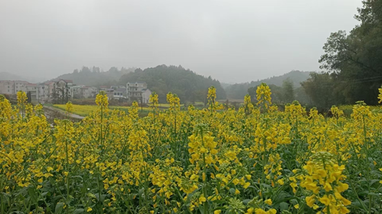 饶州望族 官宦世家——宋朝乐平向氏家族故里觅踪